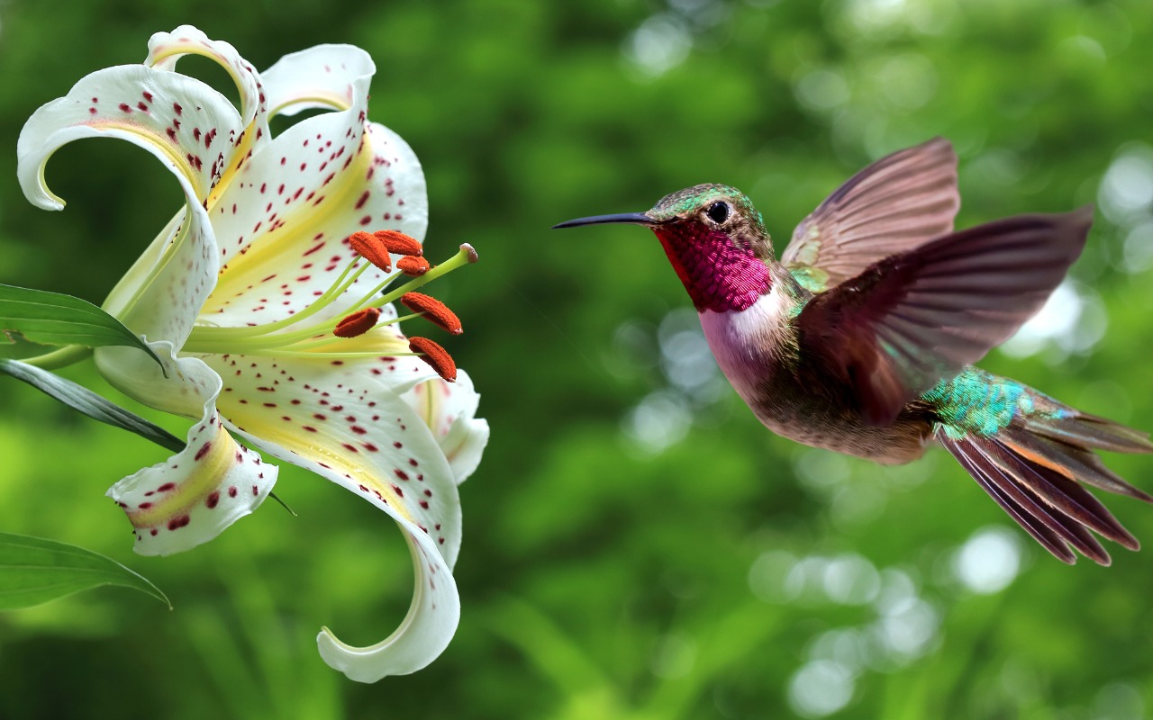 Use Your iPhone to Identify Plants, Wildlife, and Birds with Seek and Merlin